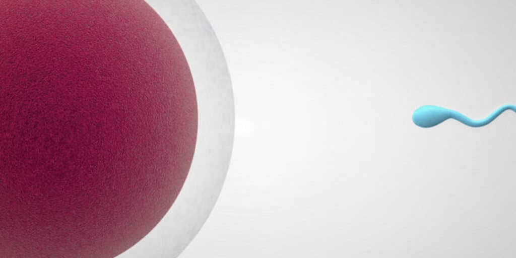 blog-regulamento-ovodoacao