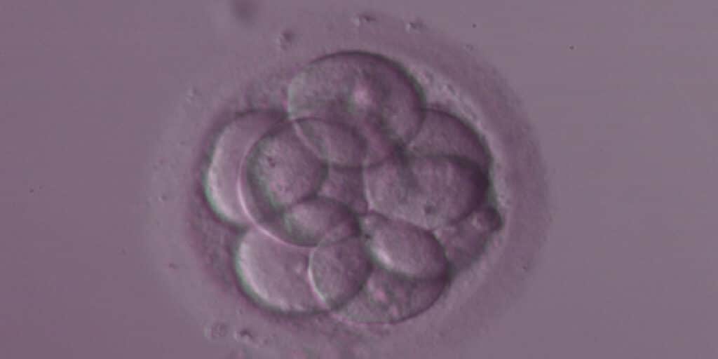 banner embriao euploide