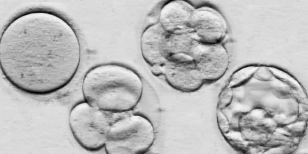 banner classificação dos embriões