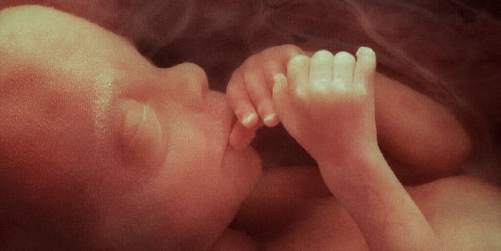 banner fecundação humana