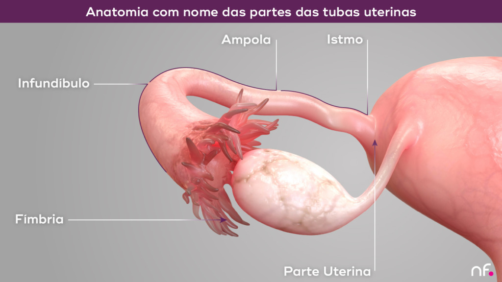 Anatomia tubas uterinas