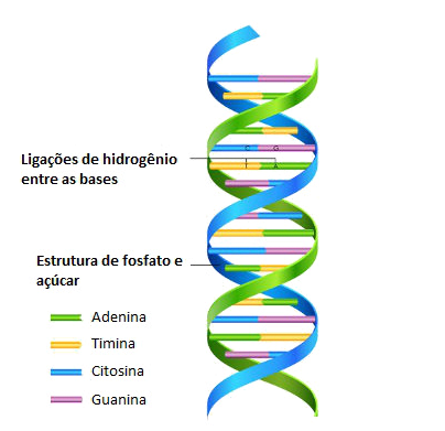 Estrutura do DNA