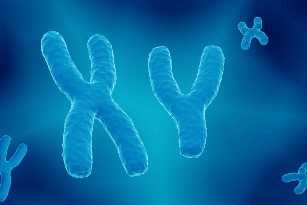 Cromossomos: fundamentos e impacto na fertilidade