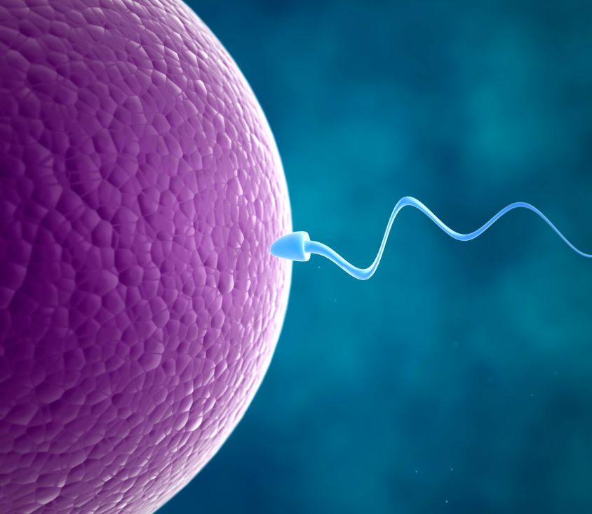 Ilustração 3D de um espermatozoide se aproximando do óvulo, representando o momento da fecundação.