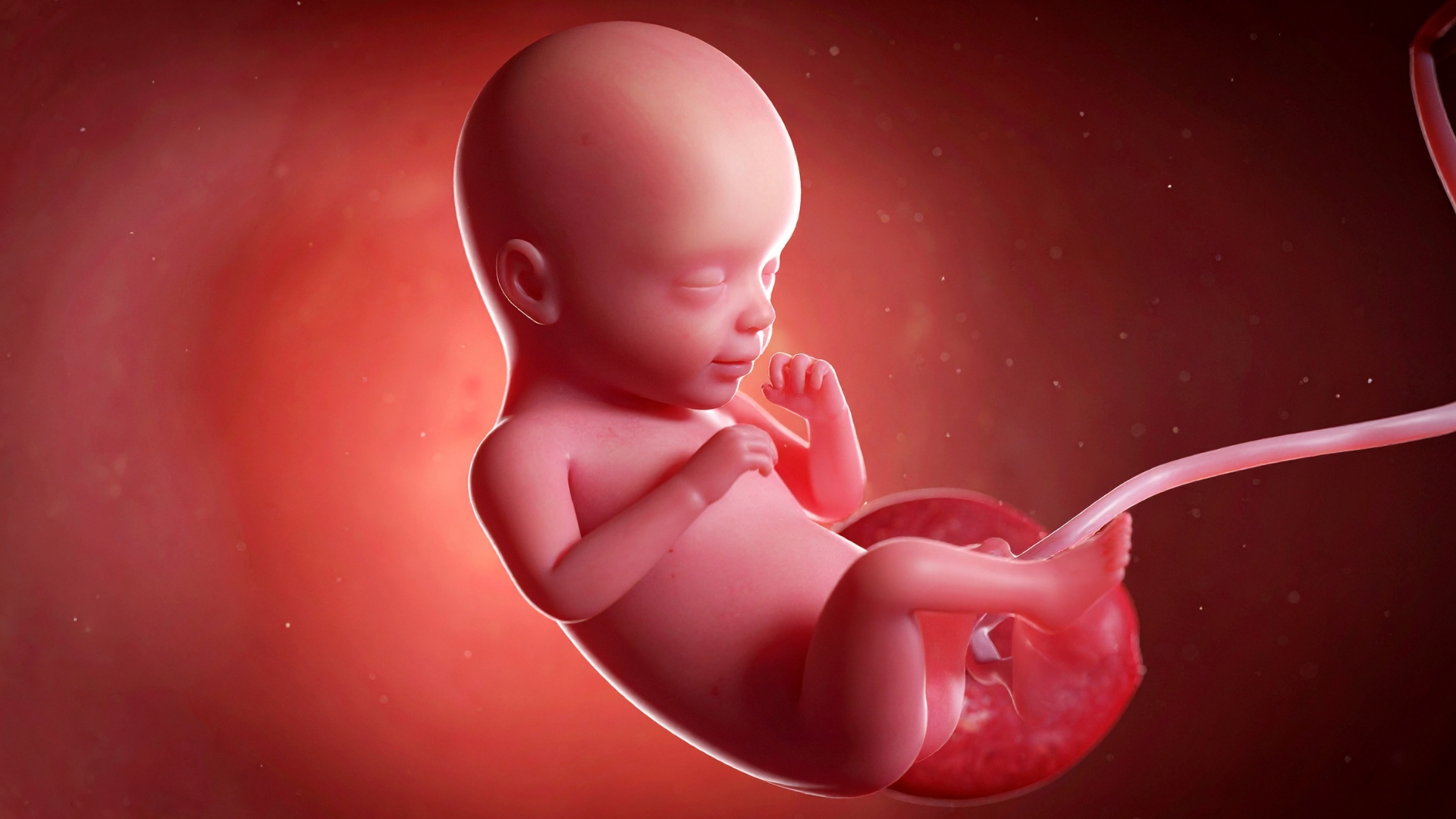 Ilustração em 3D de feto humano em desenvolvimento no útero, com cordão umbilical visível.