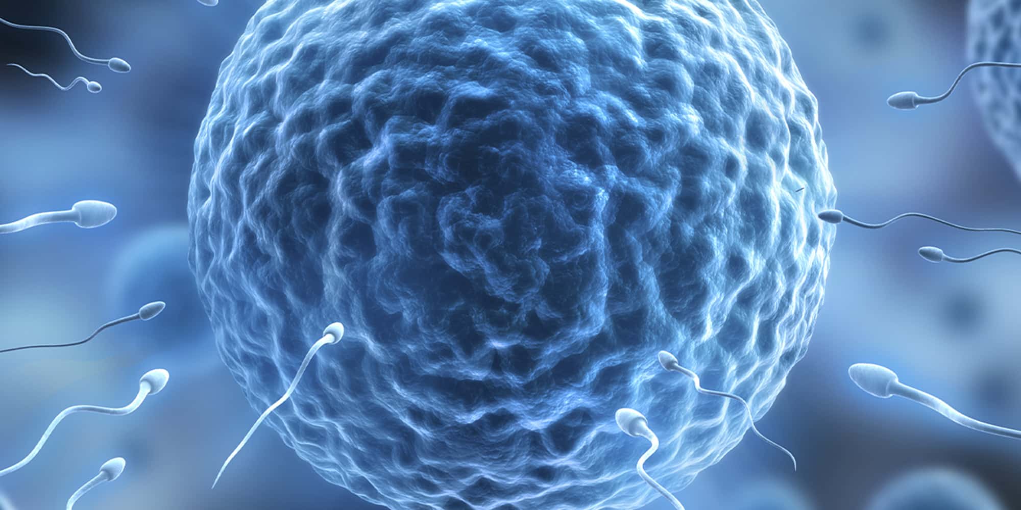 Doação de óvulos: o porquê da alta procura