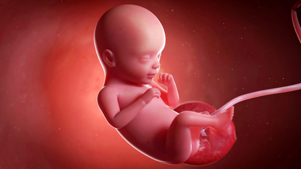 Ilustração em 3D de feto humano em desenvolvimento no útero, com cordão umbilical visível.