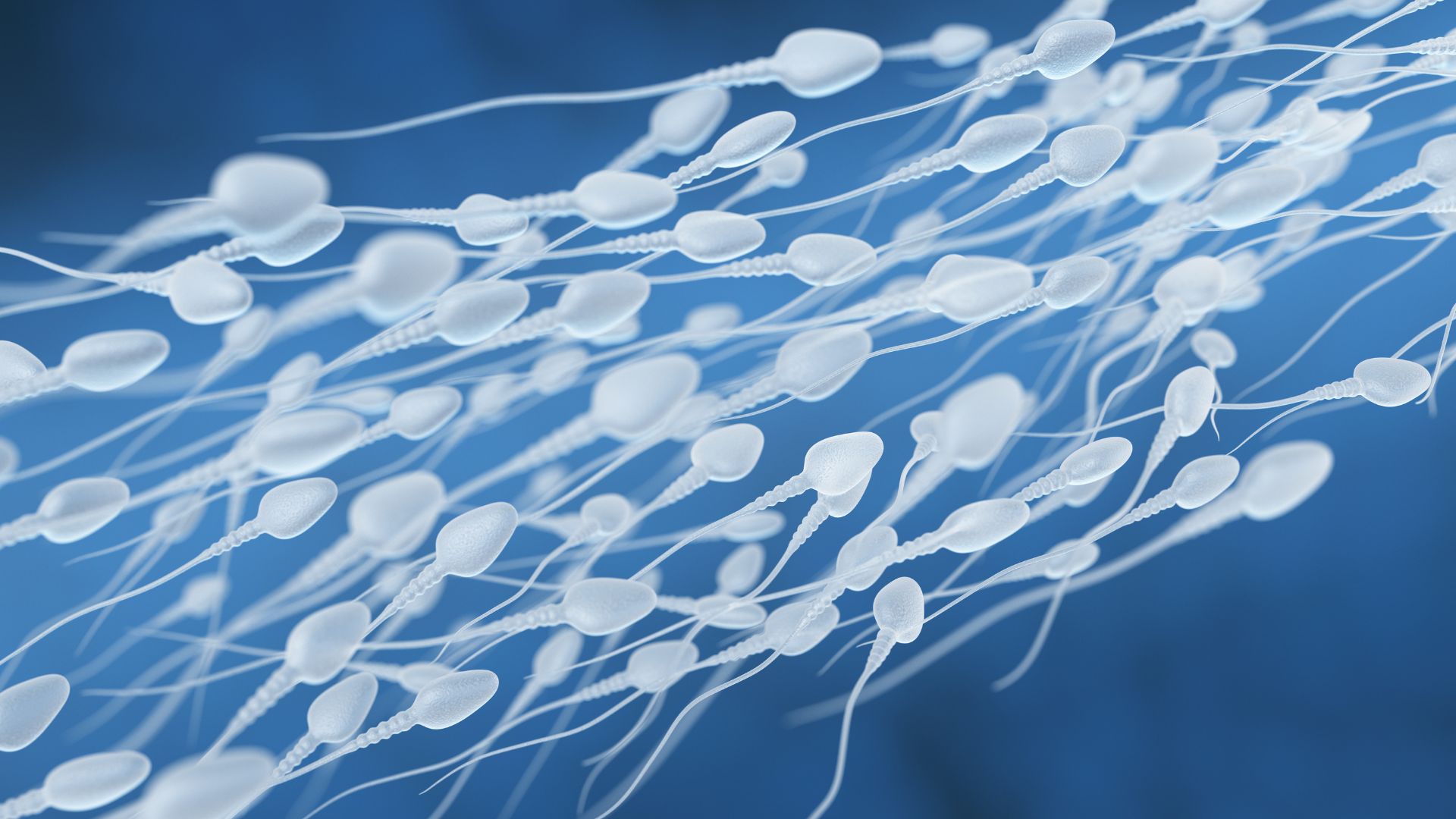 Ilustração de espermatozoides representando a fertilidade masculina e a investigação da microdeleção do cromossomo Y.